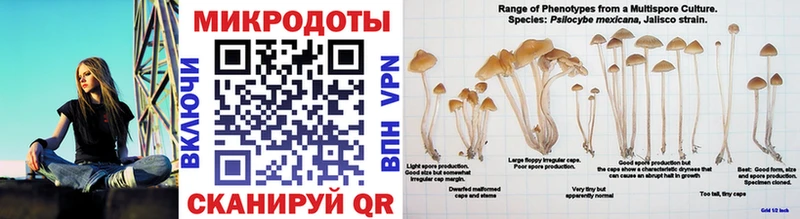 Псилоцибиновые грибы мухоморы  Дальнегорск 